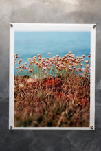 Load image into Gallery viewer, Sea Thrifts, Summer, 2024