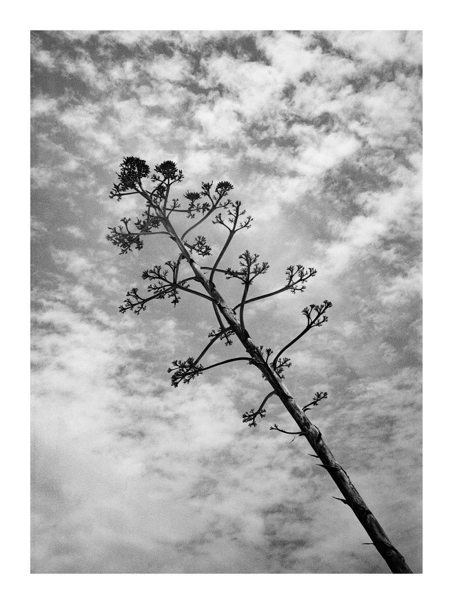 Sky Branch (Framed Artist Proof)