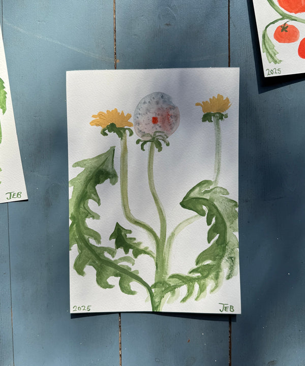 Spring Dandelion i