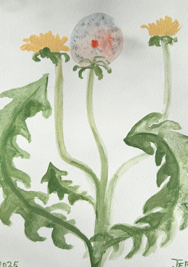 Spring Dandelion i