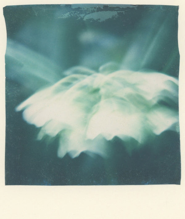 Temperate House Ghost (Framed)