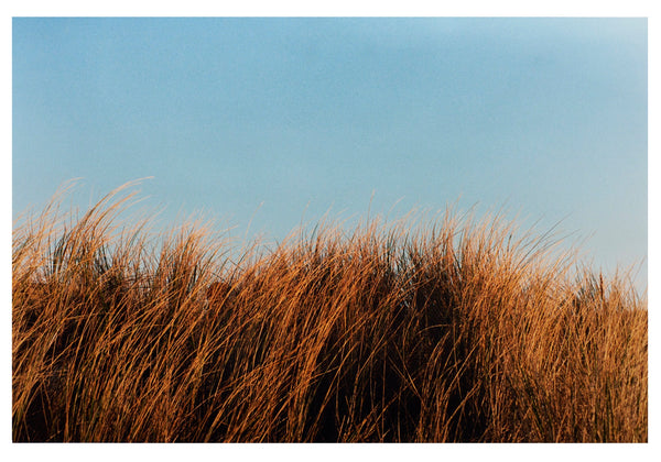 The Marram Grass, Sennen, 2025