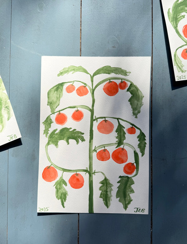 Tomato Plant ii