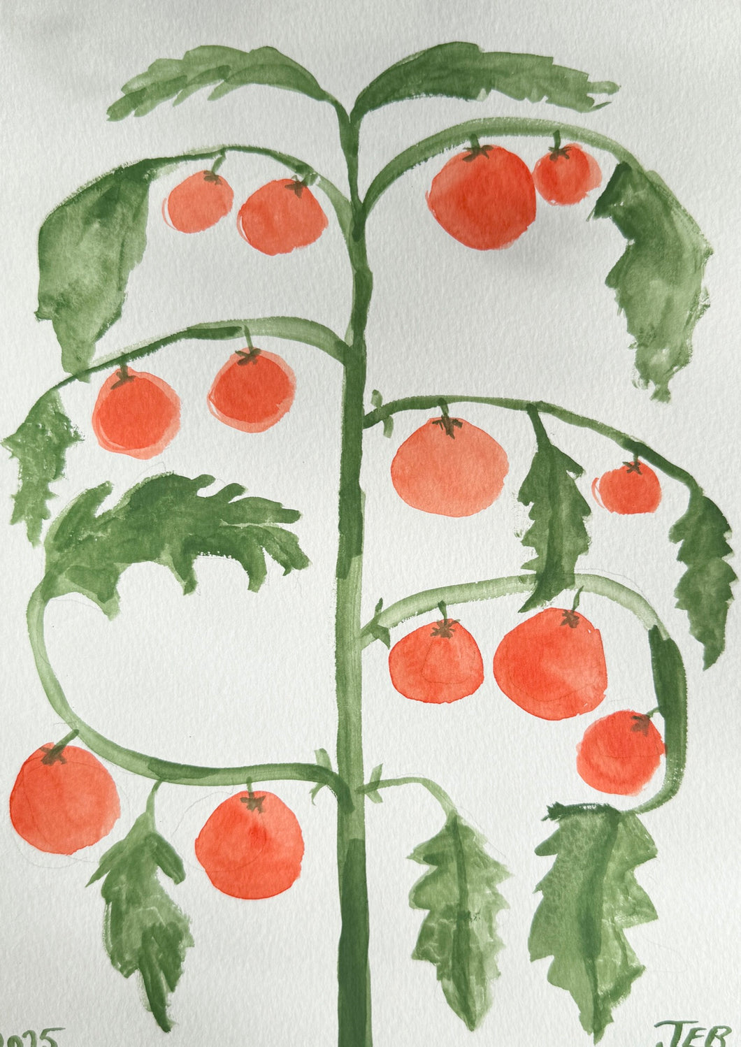 Tomato Plant ii