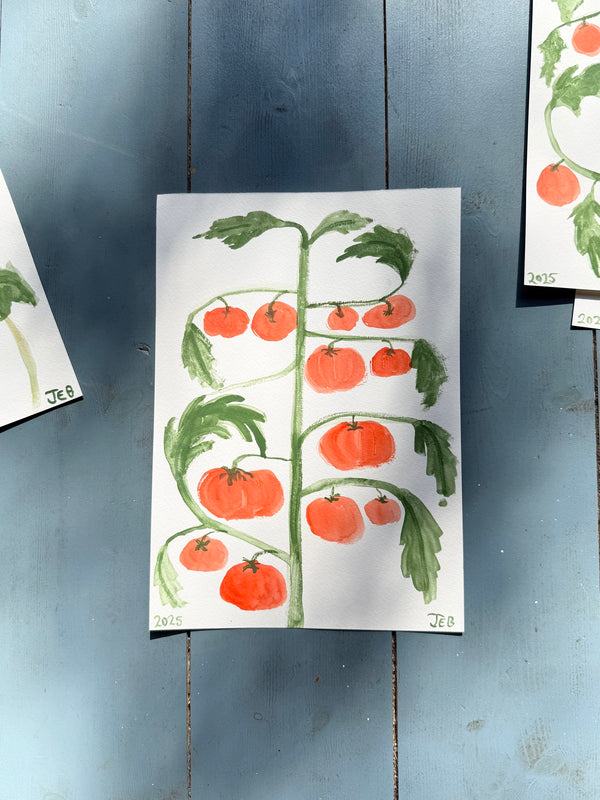 Tomato plant i