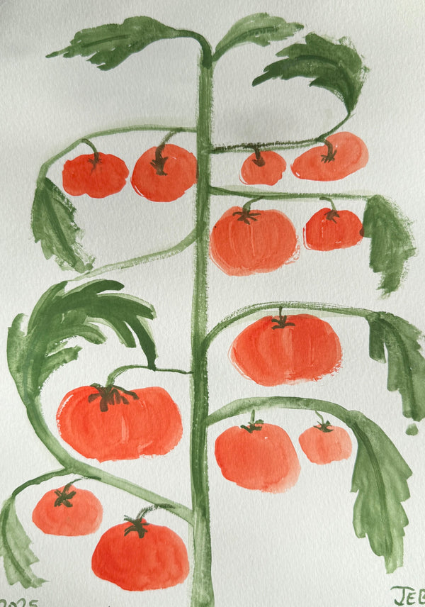 Tomato plant i