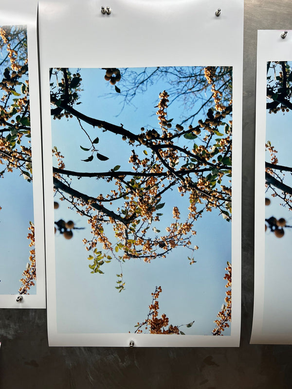 Spring's Morning, London, 2019