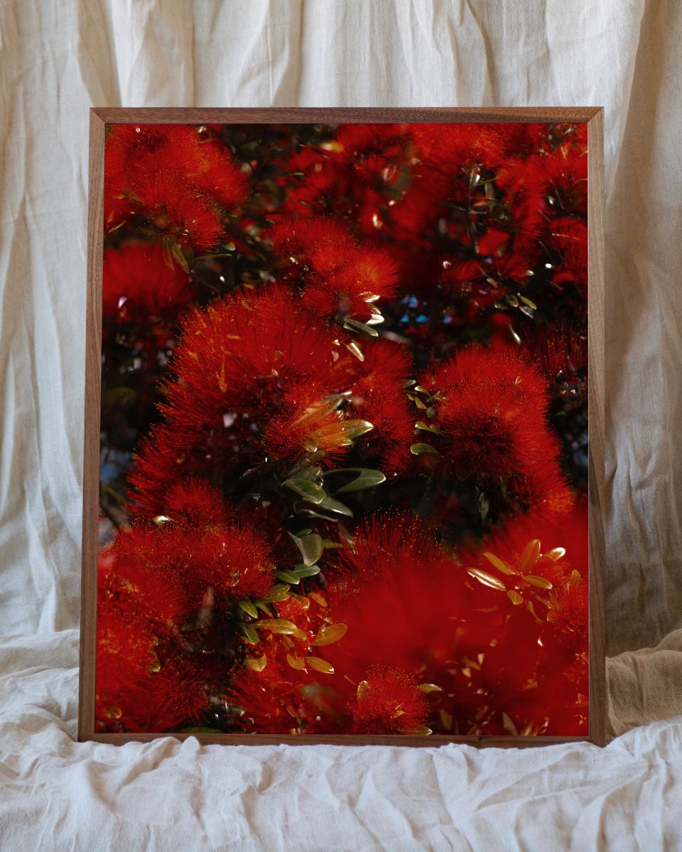 Casey Moore analogue botanical photographic print for the September Drop 2025 at Partnership Editions.