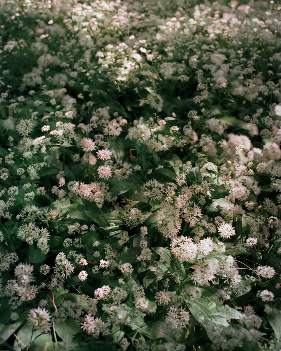 Close-up detail of a white floral print by Casey Moore, showcasing the intricate botanical textures for Partnership Editions.