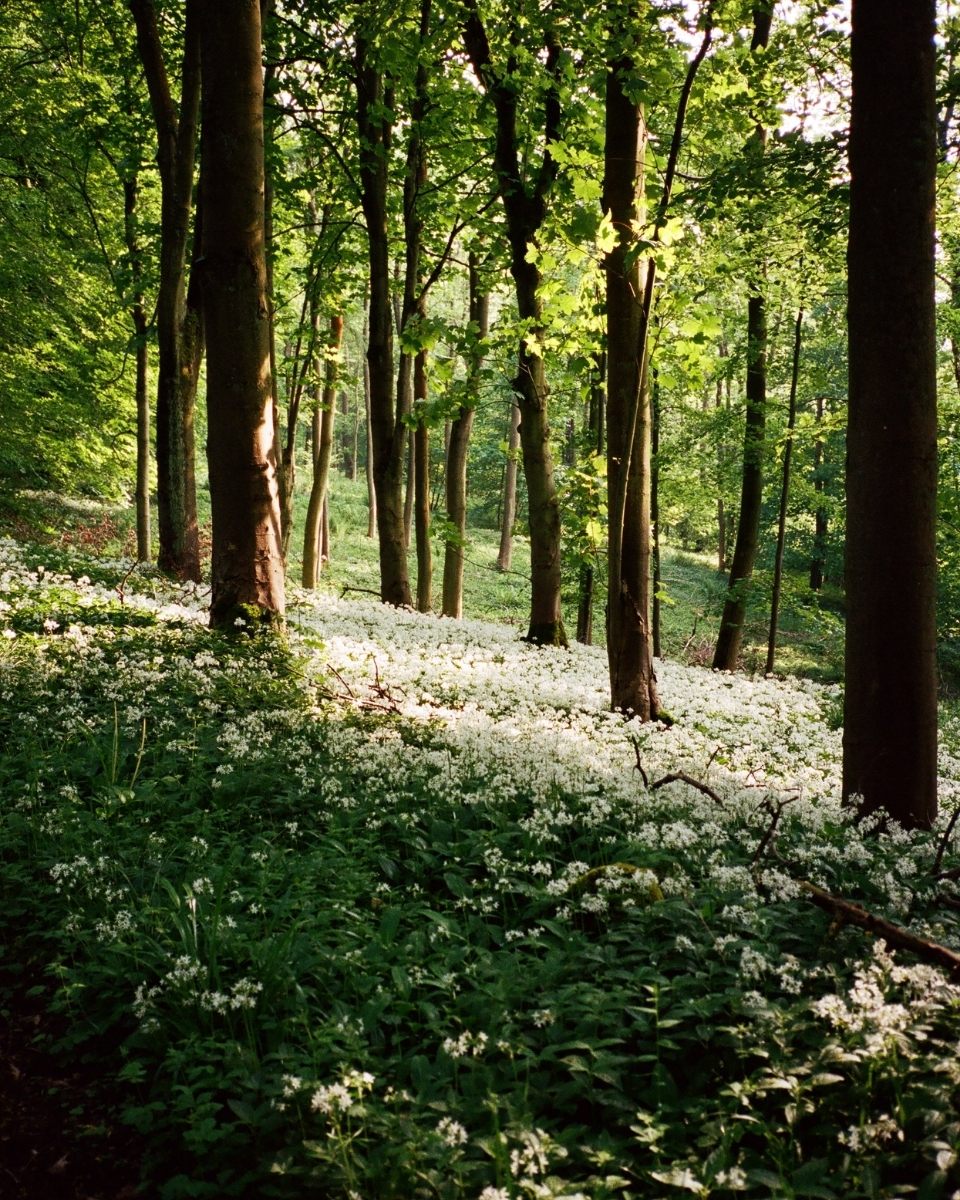 Carousel image of 'The Forest' by Lily Bertrand-Webb; a hand-printed film photograph exploring the sensory depth of the British woodland.