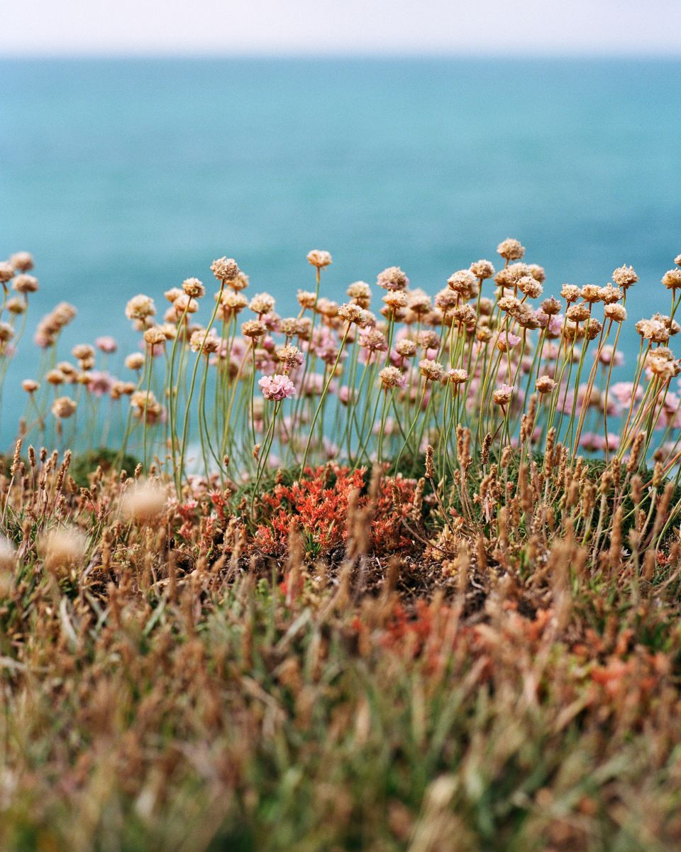 Lily Bertrand-Webb botanical photographic print close-up for The Living Mountain Exhibition at Partnership Editions.