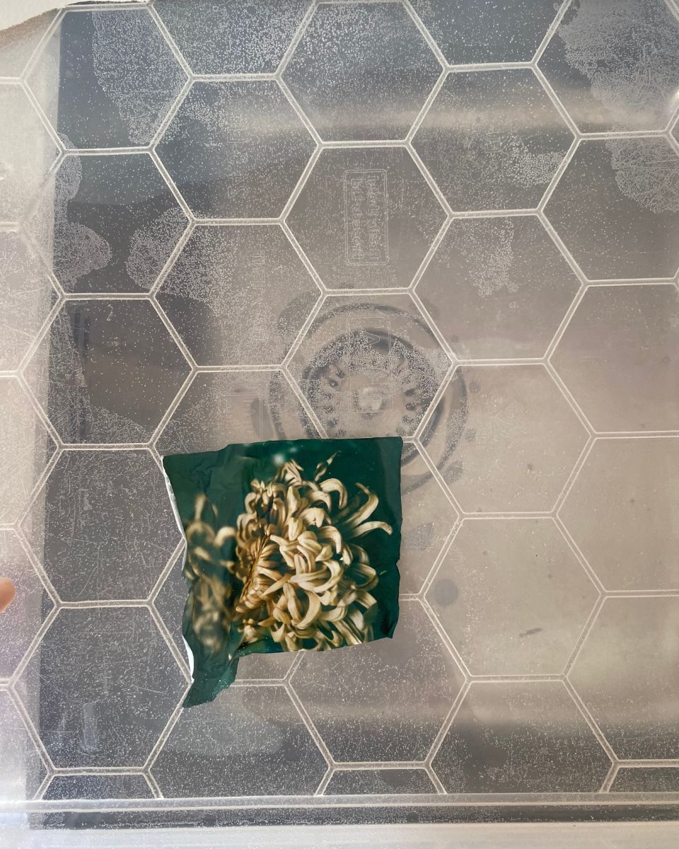 A green-toned botanical film transfer print of a chrysanthemum flower on a textured translucent drying tray by Lottie Hampson.