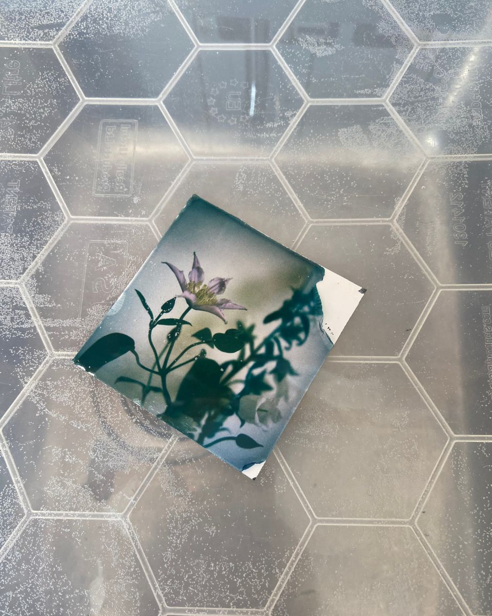 A square experimental emulsion lift print of a purple clematis flower resting on a translucent hexagonal workspace tray by Lottie Hampson