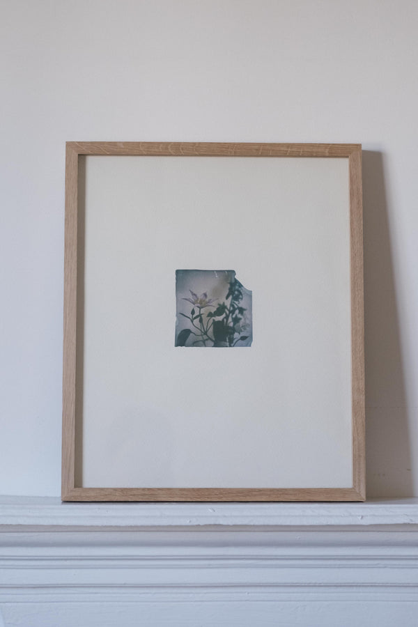 Clematis, campanula I (Framed)