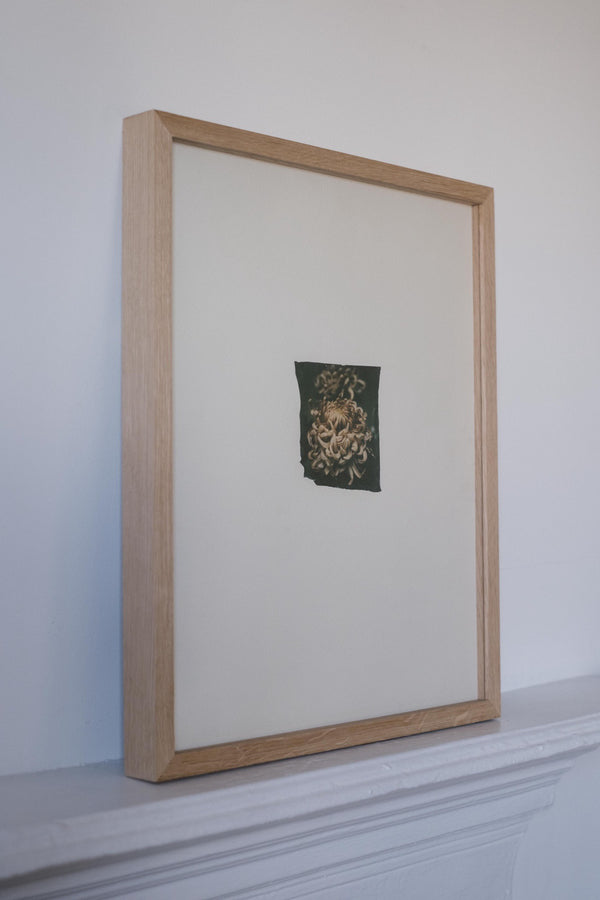 Chrysanthemum (Framed)