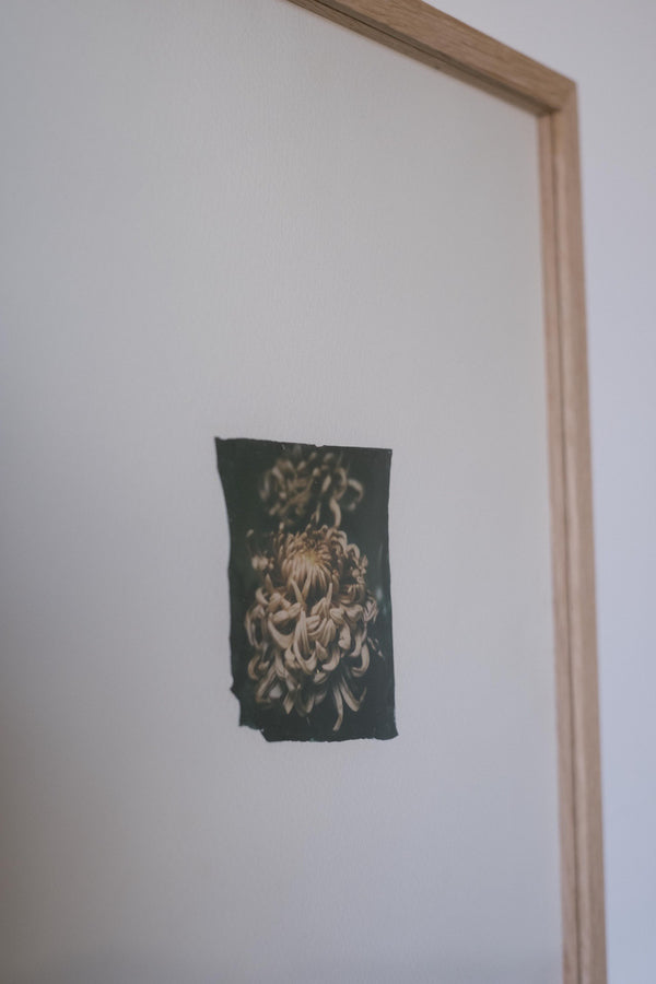 Chrysanthemum (Framed)