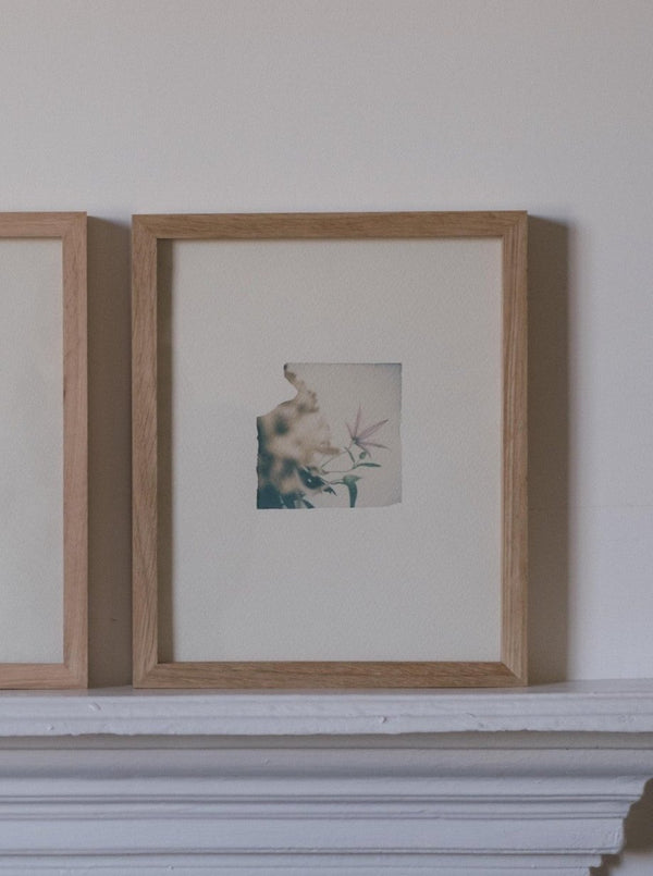 Chrysanthemum, clematis (Framed)