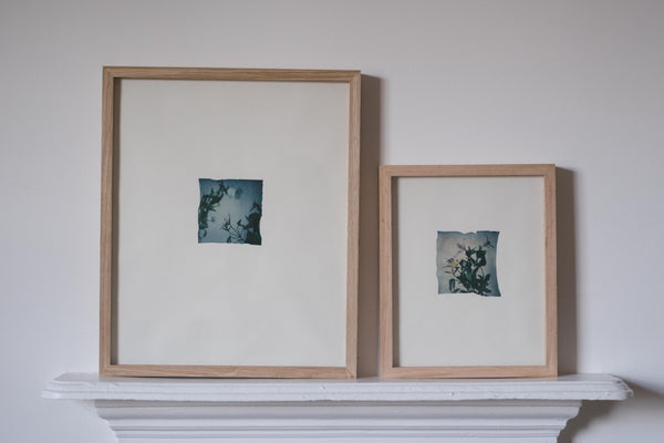 Clematis, campanula II (Framed)