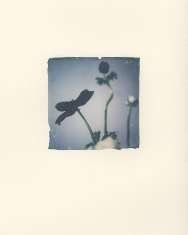 Anemone Portrait I (Framed)