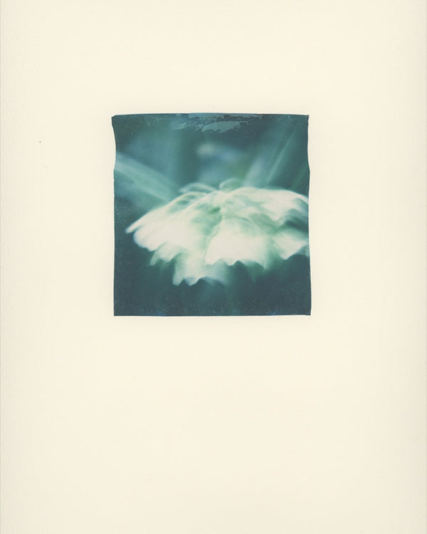 Temperate House Ghost (Framed)