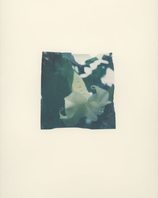 Datura (Framed)