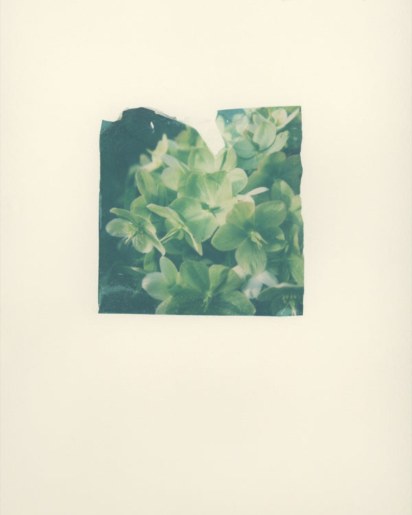 Hellebore (Framed)