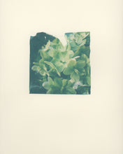 Load image into Gallery viewer, Hellebore (Framed)