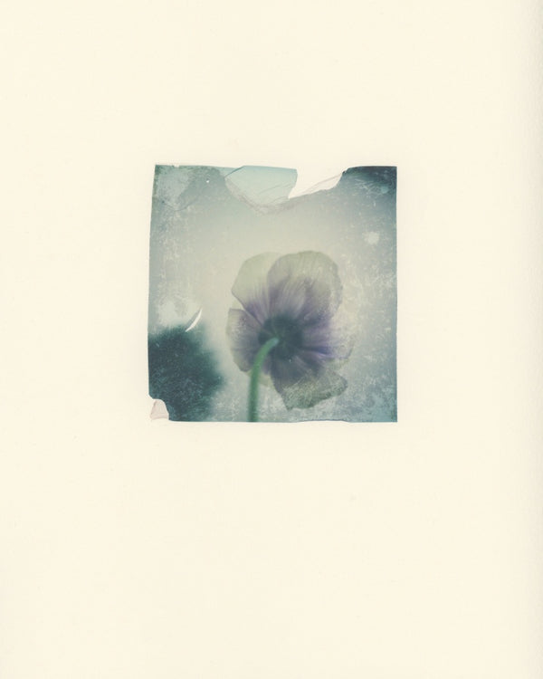 Anemone Portrait II (Framed)