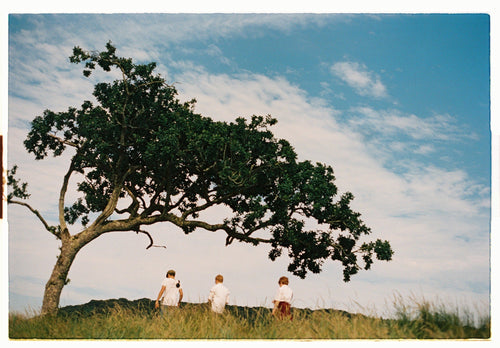 The Tree and The Boys | Lily Bertrand-Webb | Photography | Partnership Editions