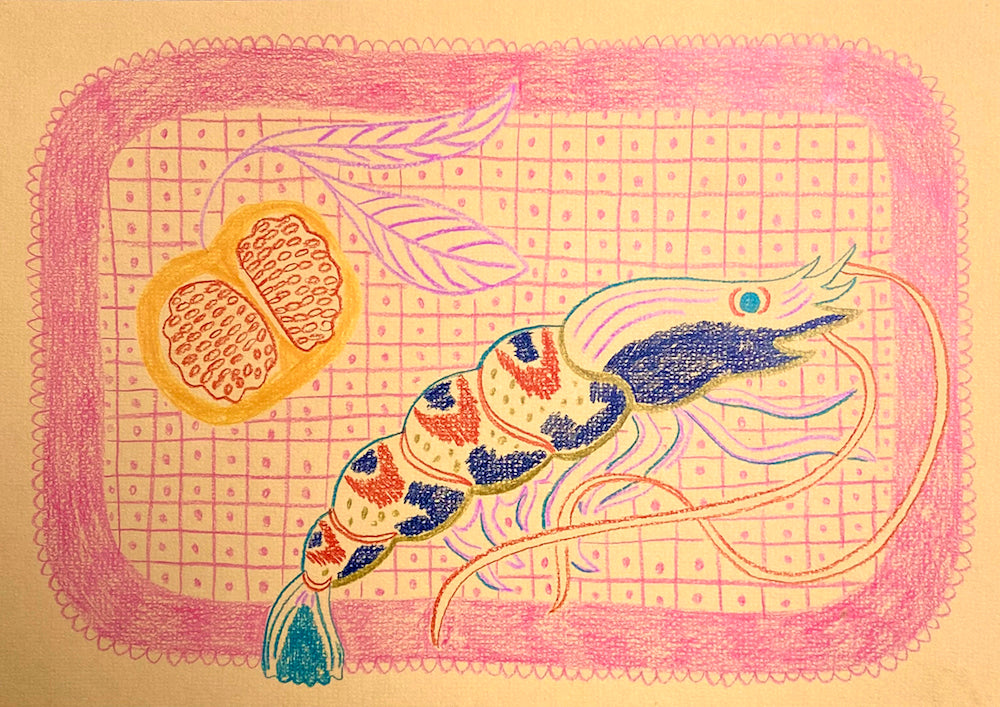 Tiger Prawn Study Peach | Camilla Perkins | Coloured Pencils on Paper | Partnership Editions