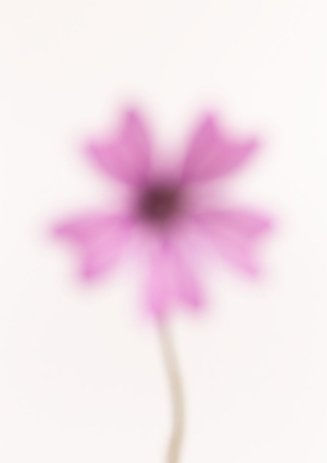 Purple Star