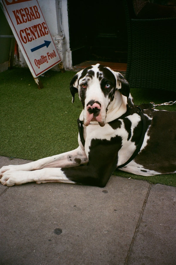 The Great Dane, London | Lily Bertrand-Webb | Photography | Partnership Editions