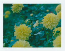 Load image into Gallery viewer, Dahlia (Framed)
