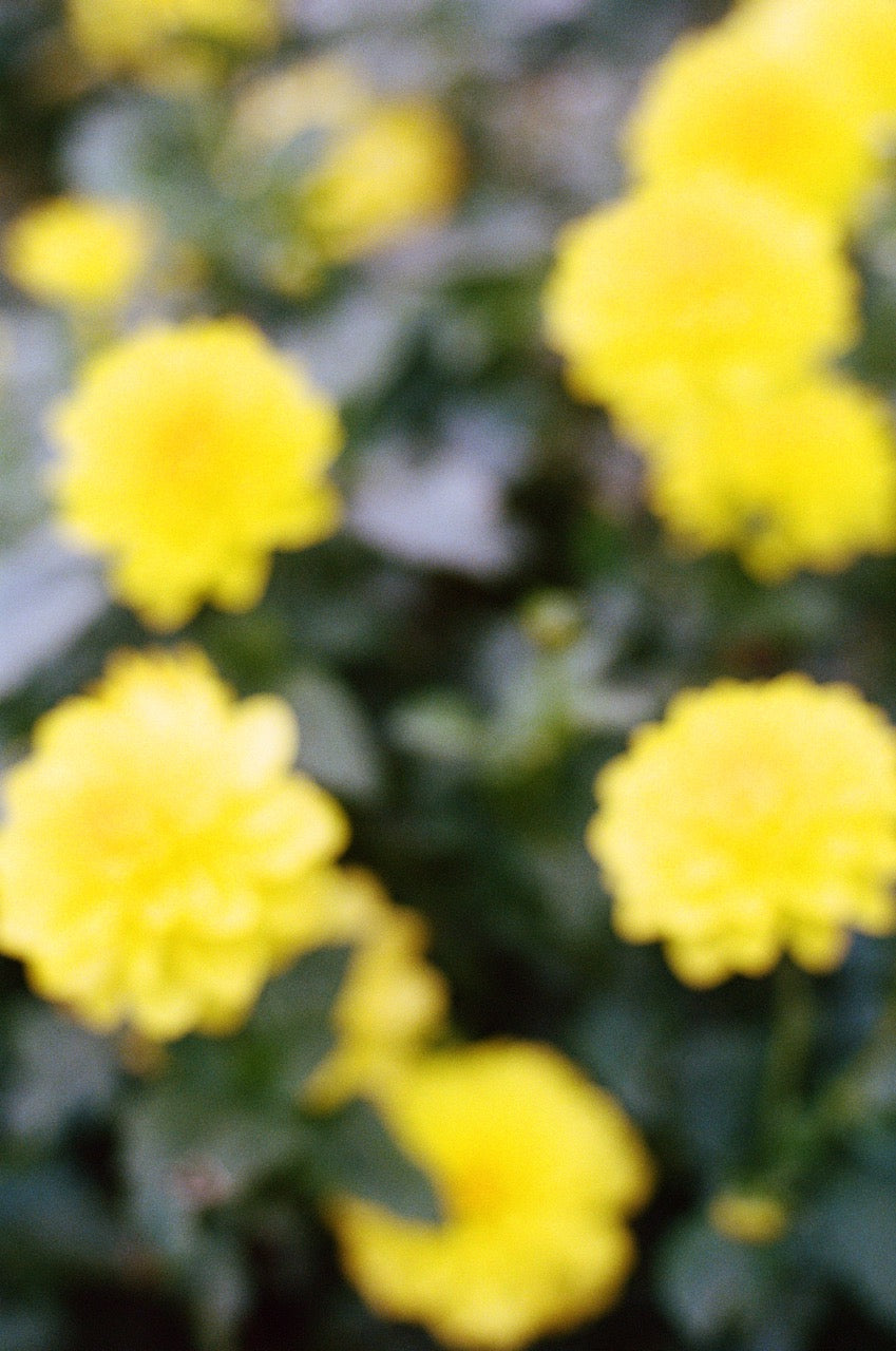 Dahlias in Soft Focus