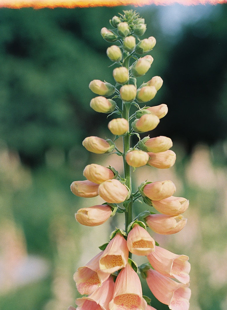 Foxglove