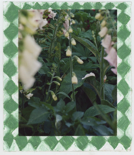 Foxgloves with border II