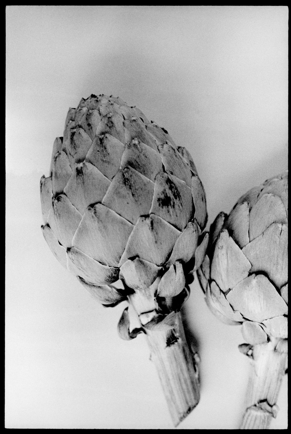 Globe Artichoke Framed (Framed)