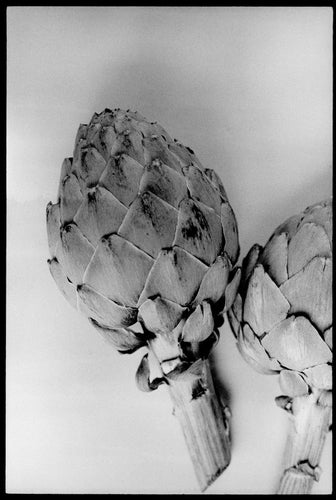 Globe Artichoke | Lottie Hampson | Original Artwork | Partnership Editions