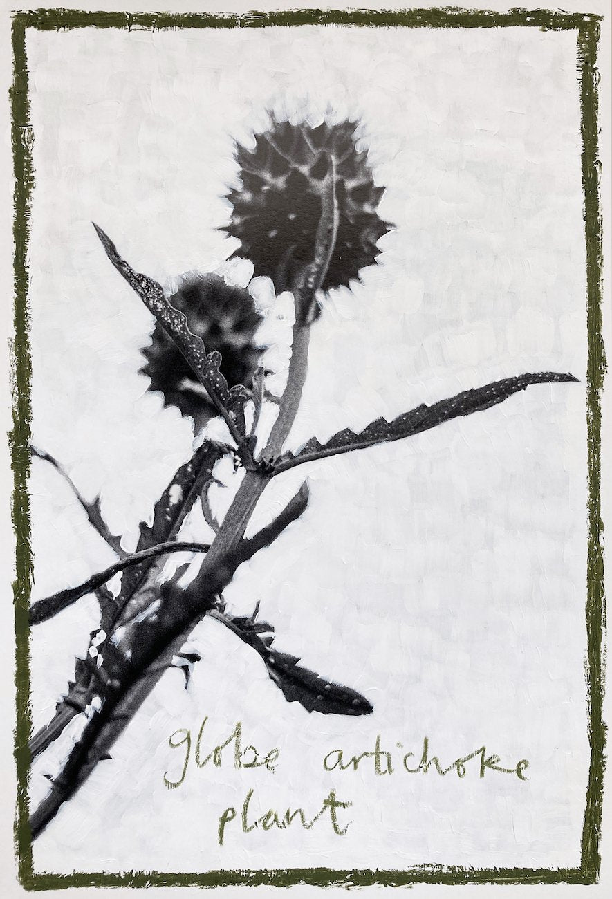 Globe Artichoke Plant | Lottie Hampson | Original Artwork | Partnership Editions