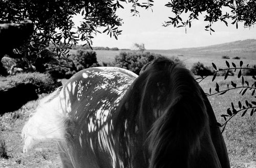 Horse in Tarifa | Lottie Hampson | Photography | Partnership Editions