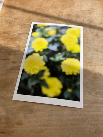 Dahlias in Soft Focus