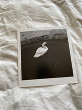 Load image into Gallery viewer, Mute Swan