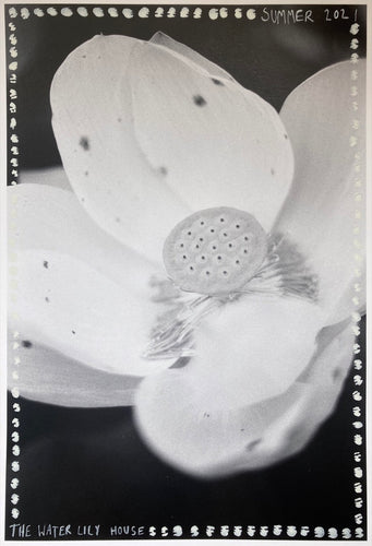 Kew Gardens, 2021 (Black and White Lily)