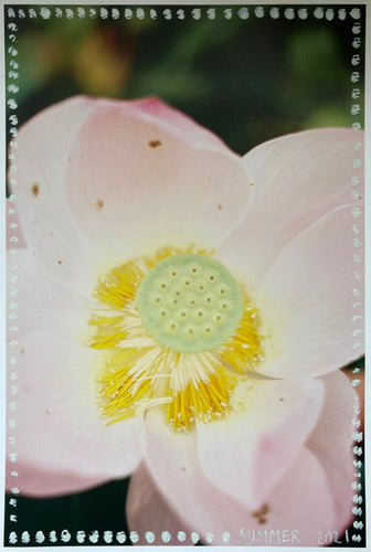 Kew Gardens, 2021 (pink lily)