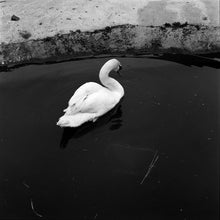 Load image into Gallery viewer, Mute Swan