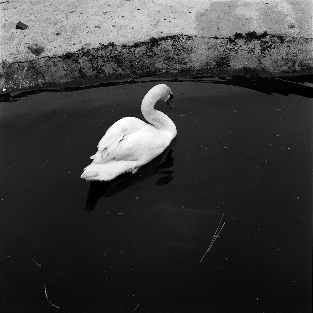 Mute Swan