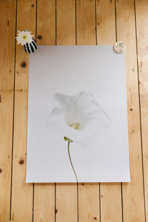 Open White