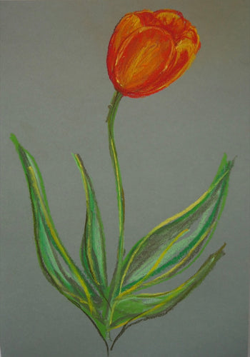 Orange Tulip