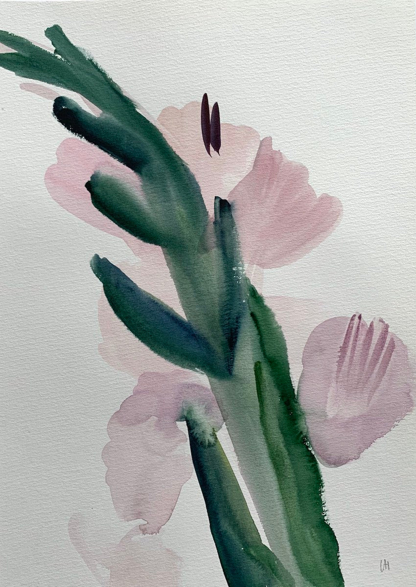 Pink Gladioli
