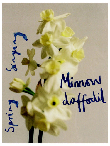 Spring Singing, Minnow Daffodil